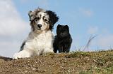 BERGER AUSTRALIEN & SCHIPPERKE 009